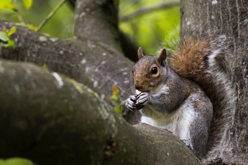 Squirrel on a tree